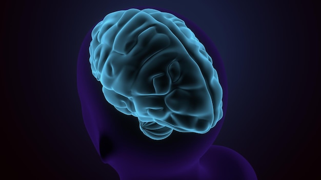 male brain anatomy system 3d illustration