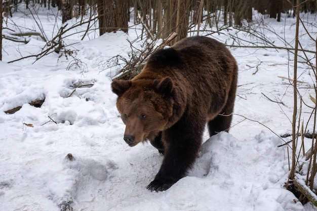 Самец бурого медведя Ursus arctos идет по зимнему лесу в снегу