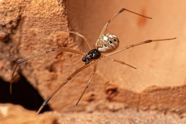 Male Brown Widow