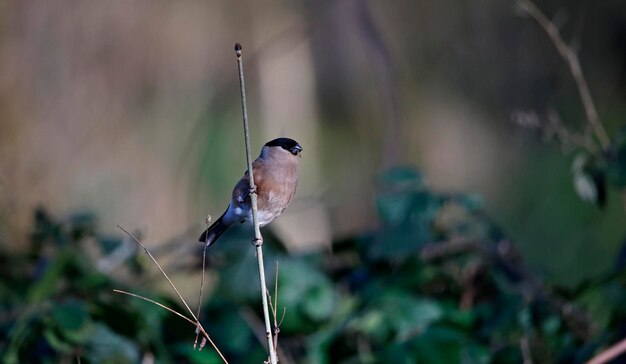 Male bullfinch eating dried seed heads in the woods