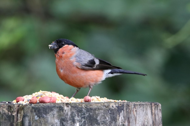 Male bullfinch feeding in the woods