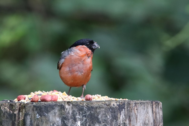 Male bullfinch feeding in the woods