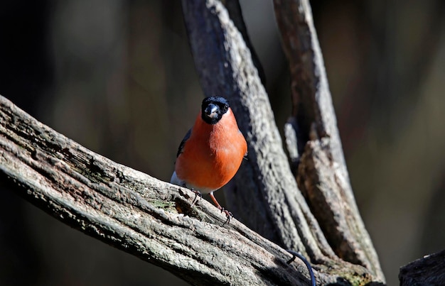 Male bullfinch perched on a dead branch