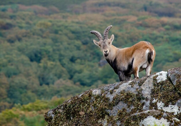 Photo male of capra pyrenaica lusitana portuguese wild mountain goat