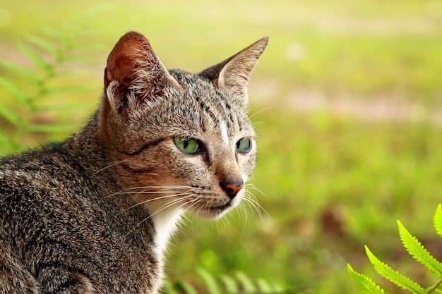 Gatto maschio in giardino