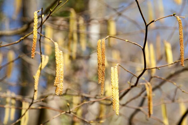 Male catkins on common hazel