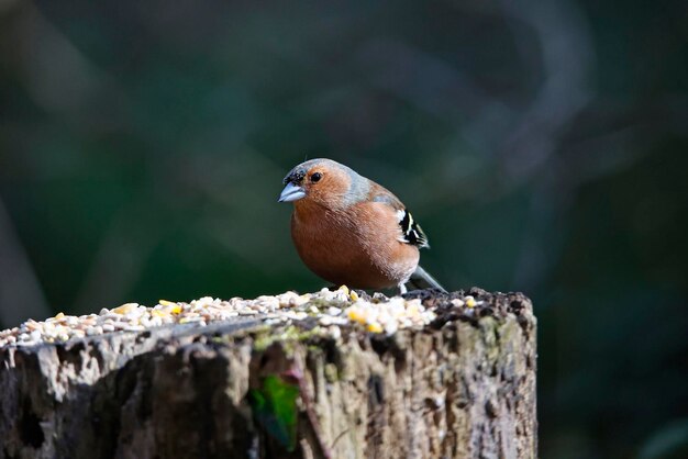 Male chaffinch foraging for food in the woods