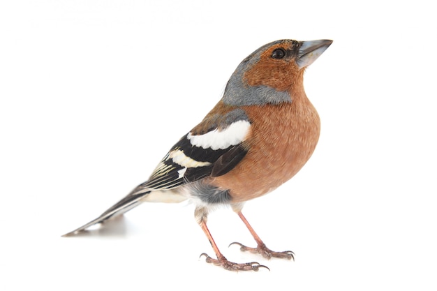 남성 Chaffinch, Fringilla coelebs 흰색 절연