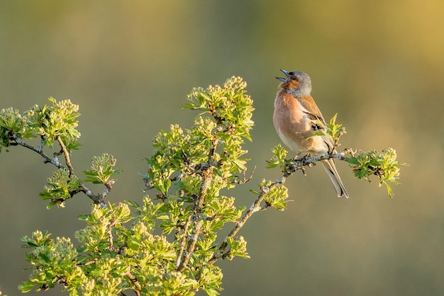 Самцы зяблика Fringilla coelebs сидят высоко на дереве и поют