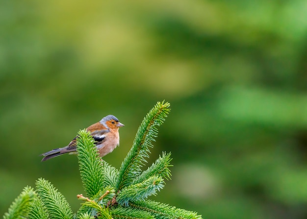 Male chaffinch perched on green pine tree branch