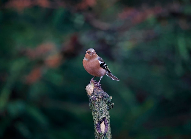 Photo male chaffinch perched in the woods