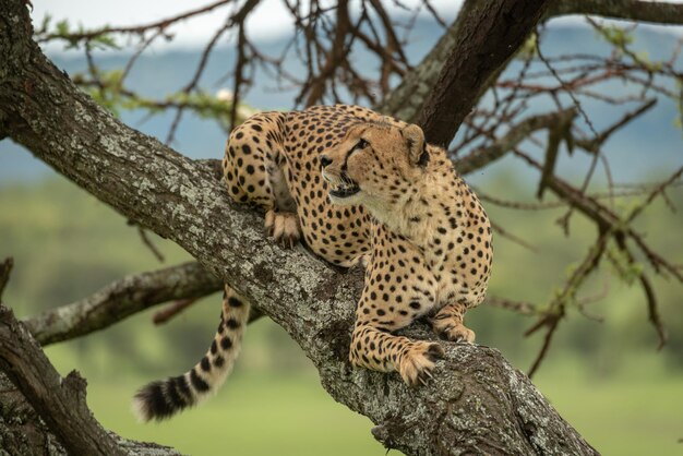 Male cheetah lies in tree looking up