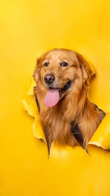 A male chocolate golden retriever dog photoshoot studio pet photography with concept breaking yellow paper head through it with expression