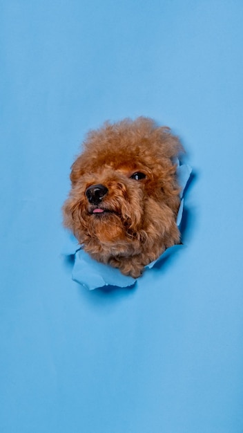 A male chocolate poodle dog photoshoot studio pet photography with concept breaking blue paper head through it with expression