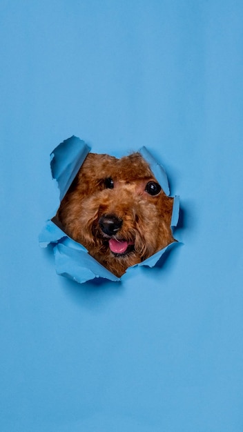 A male chocolate poodle dog photoshoot studio pet photography with concept breaking blue paper head through it with expression