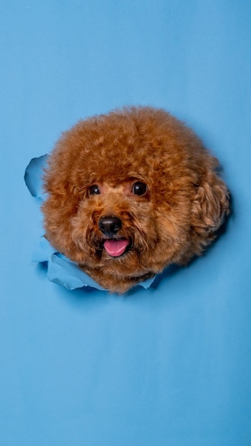 A male chocolate poodle dog photoshoot studio pet photography with concept breaking blue paper head through it with expression