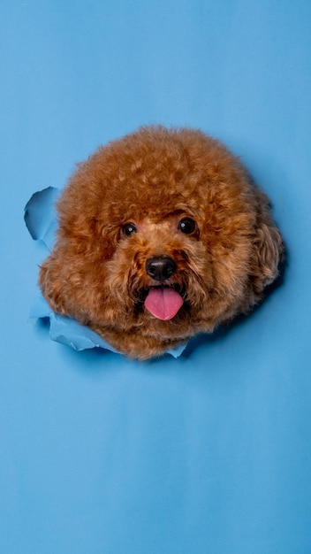 A male chocolate poodle dog photoshoot studio pet photography with concept breaking blue paper head through it with expression