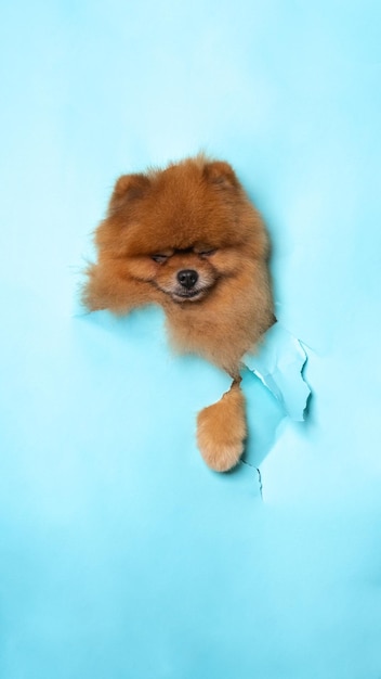 A male chocolate poodle dog photoshoot studio pet photography with concept breaking blue paper head through it with expression