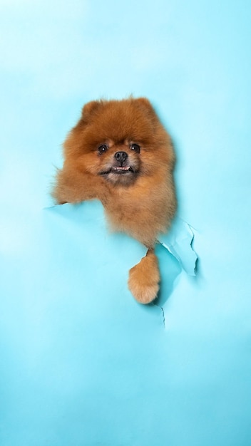 A male chocolate poodle dog photoshoot studio pet photography with concept breaking blue paper head through it with expression
