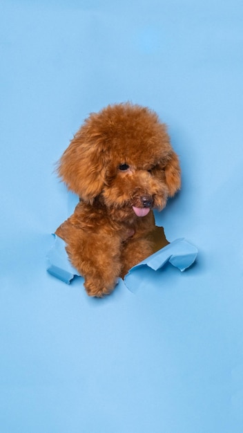 A male chocolate small puppy poodle dog photoshoot studio pet photography with concept breaking blue paper head through it with expression