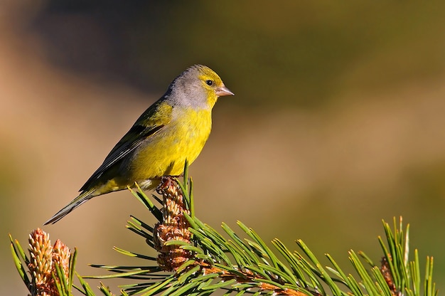 Male of Citril finch, birds, passerine, song bird, finch, citril, Carduelis citrinella