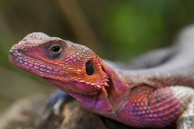 A male Common Agama Lizard Agama agama in breeding coloration sunning itself on a rock in the Masai