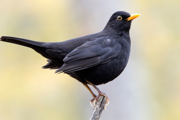 Самец обыкновенного черного дрозда, птицы, Turdus merula