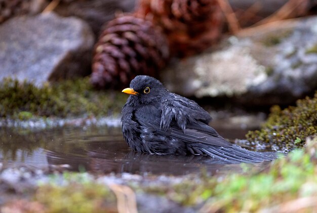 Male of Common blackbird, birds, Turdus merula