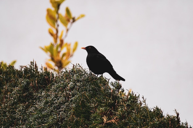 Photo a male common blackbird on a bush