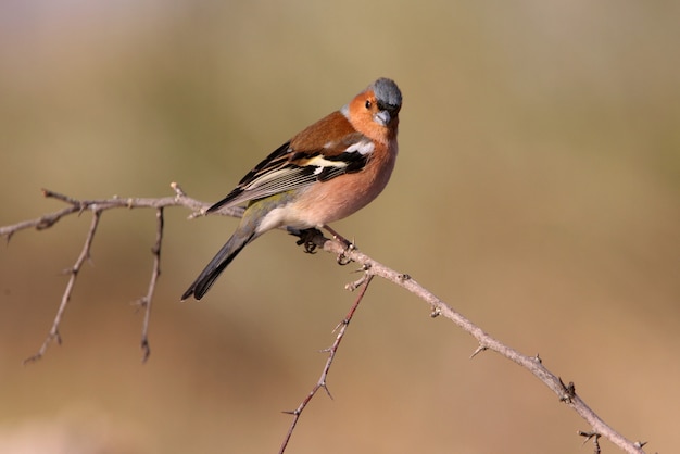 Male of Common chaffinch, birds, passerine, chaffinch, Fringilla coelebs