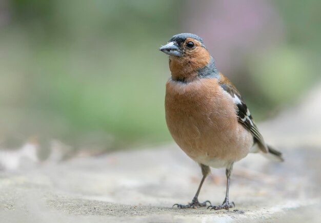 森の中の男性ズアオアトリ (Fringilla coelebs)