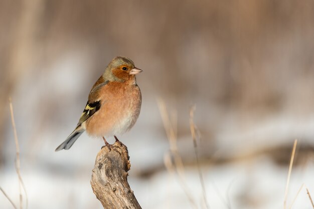 Male of the common chaffinch Fringilla coelebs sitting on a branch.