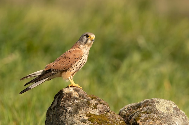 Male Common kestrel at his favorite perch with the first light of day on his breeding ground in spring