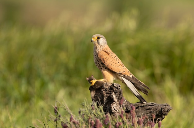 Male Common kestrel at his favorite perch with the first light of day on his breeding ground in spring