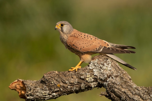 Male Common kestrel in the last evening lights