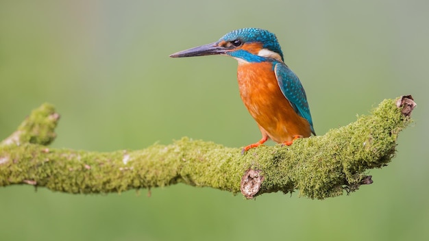 male common kingfisher