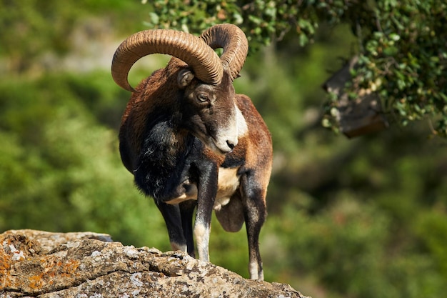 male common mouflon