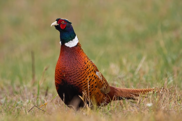 Male common pheasant looking into camera on a green meadow in spring