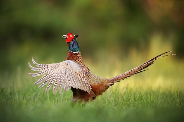 Photo male common pheasant, phasianus colchicus, rooster showing off.