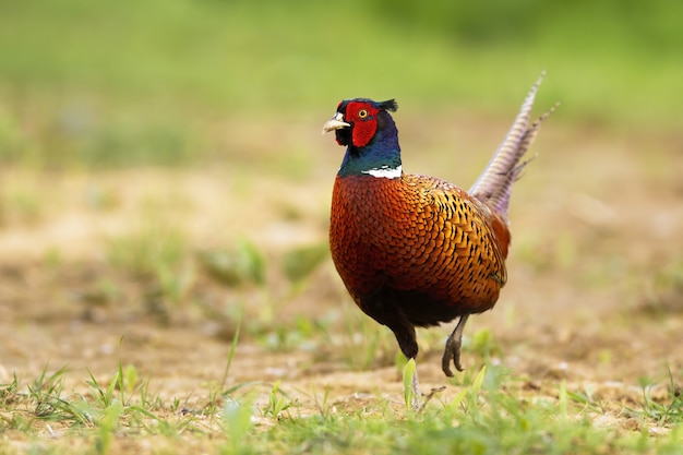 Photo male of common pheasant taking a step on the field in spring season