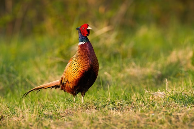 Male common pheasant with beautiful plumage standing on the meadow.