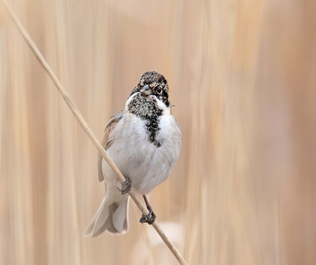 オオジュリン (Emberiza schoeniclus) のオスがリードの上に座っています。