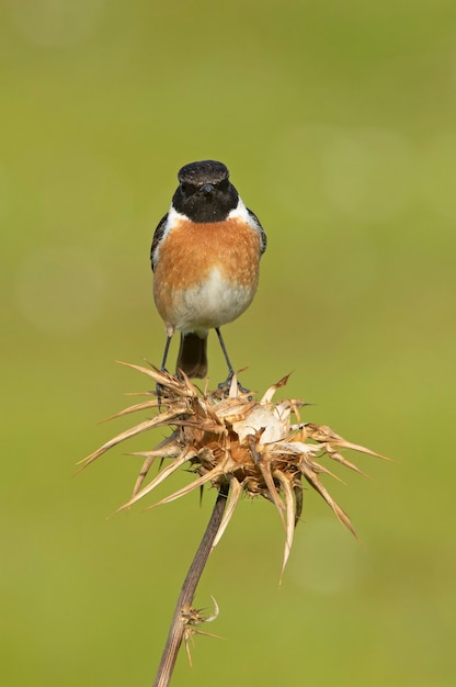 Male common stonechat with mating season plumage in the nature