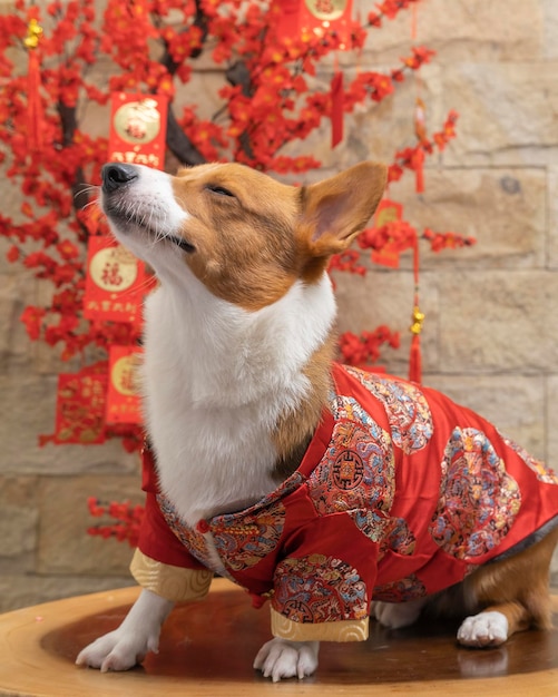 Photo a male corgi pembroke welsh photoshoot pet photography studio isolated with blue background christmas theme dress and decoration