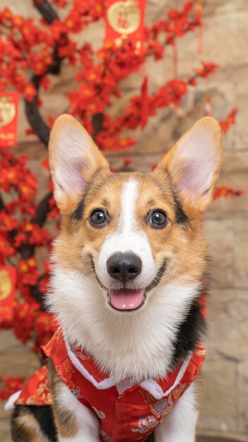 A male corgi pembroke welsh photoshoot pet photography studio isolated with blue background christmas theme dress and decoration