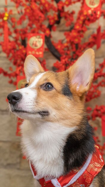 Photo a male corgi pembroke welsh photoshoot pet photography studio isolated with blue background christmas theme dress and decoration