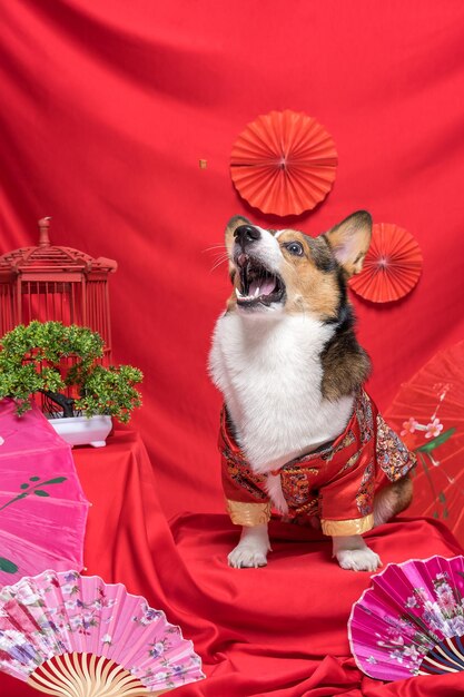 Foto un maschio corgi pembroke gallese servizio fotografico pet studio fotografico con sfondo rosso capodanno cinese vestito e decorazione a tema