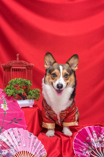 A male corgi pembroke welsh photoshoot pet photography studio with red background chinese new year theme dress and decoration