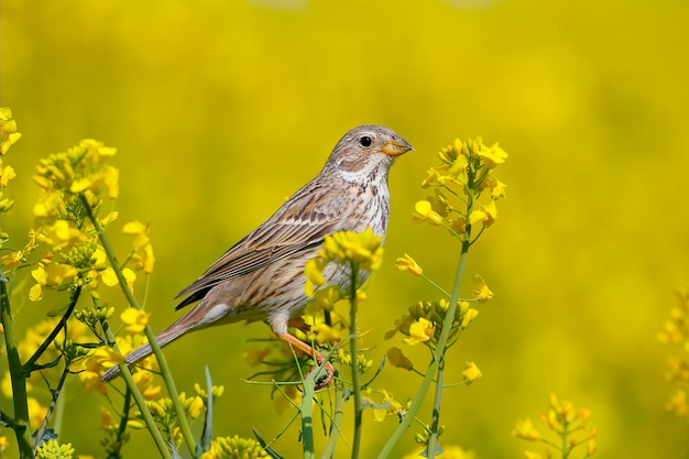 Male corn bunting (Emberiza calandra) in breeding plumage filmed on the branches of blooming rapeseed