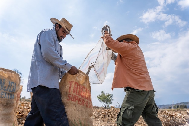 A male Corn Farmer is collecting corn harvest into sacks